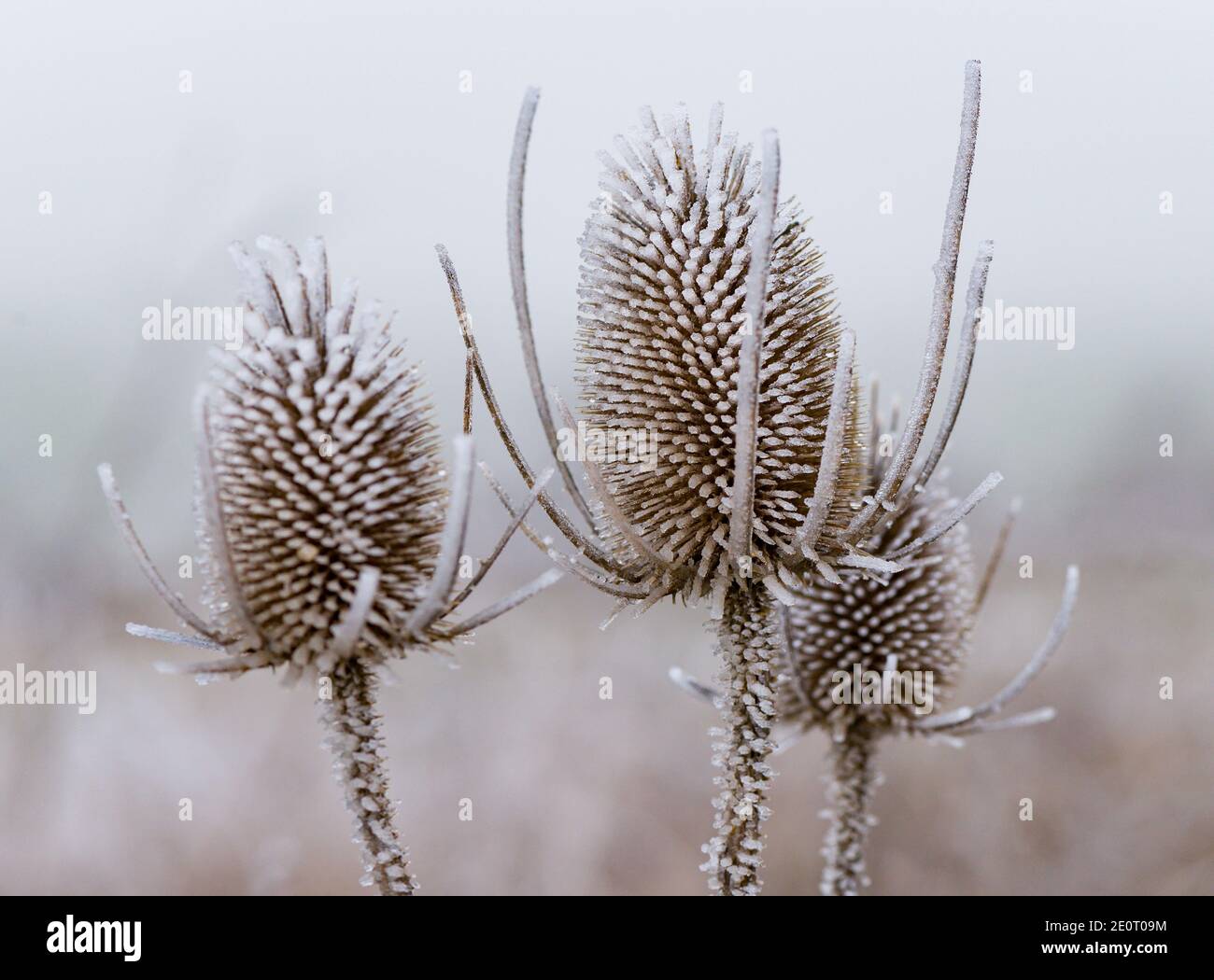 Sieversdorf, Germany. 02nd Jan, 2021. The withered inflorescences of a wild cardoon are covered with hoarfrost. Fog and temperatures just below freezing have covered nature in East Brandenburg with hoarfrost overnight. Credit: Patrick Pleul/dpa-Zentralbild/ZB/dpa/Alamy Live News Stock Photo