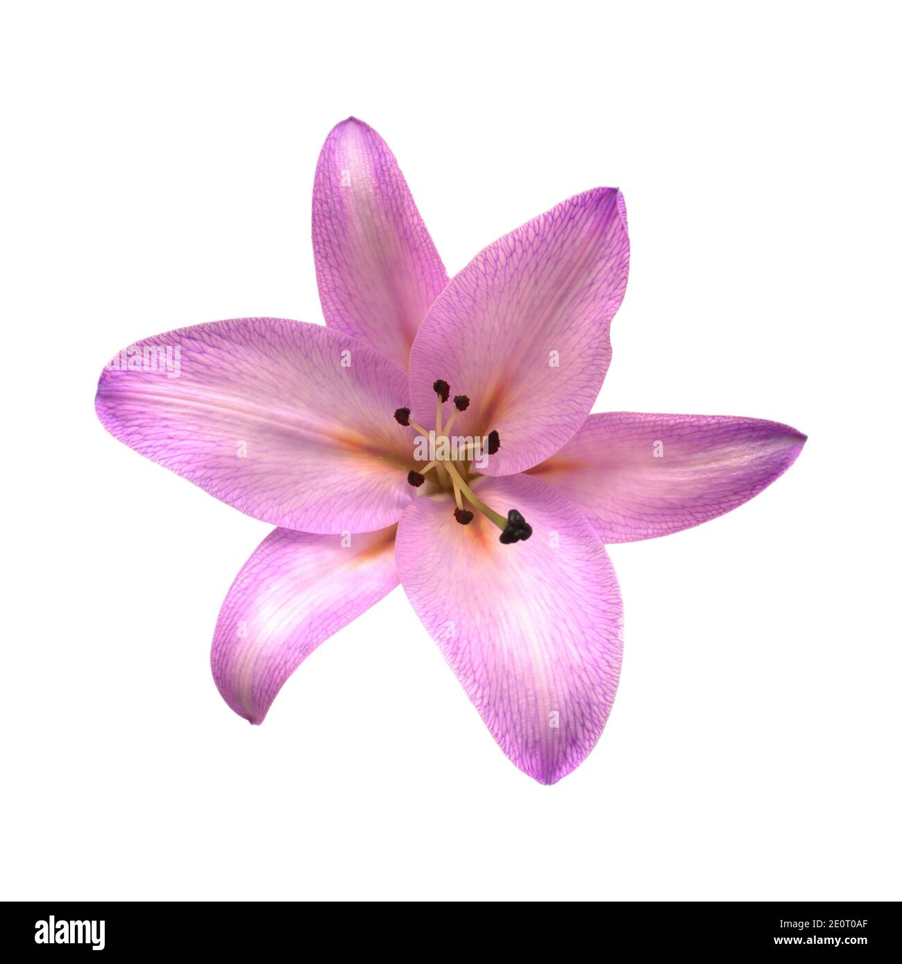 Pale lilac dyed oriental hybrid lily isolated on white Stock Photo