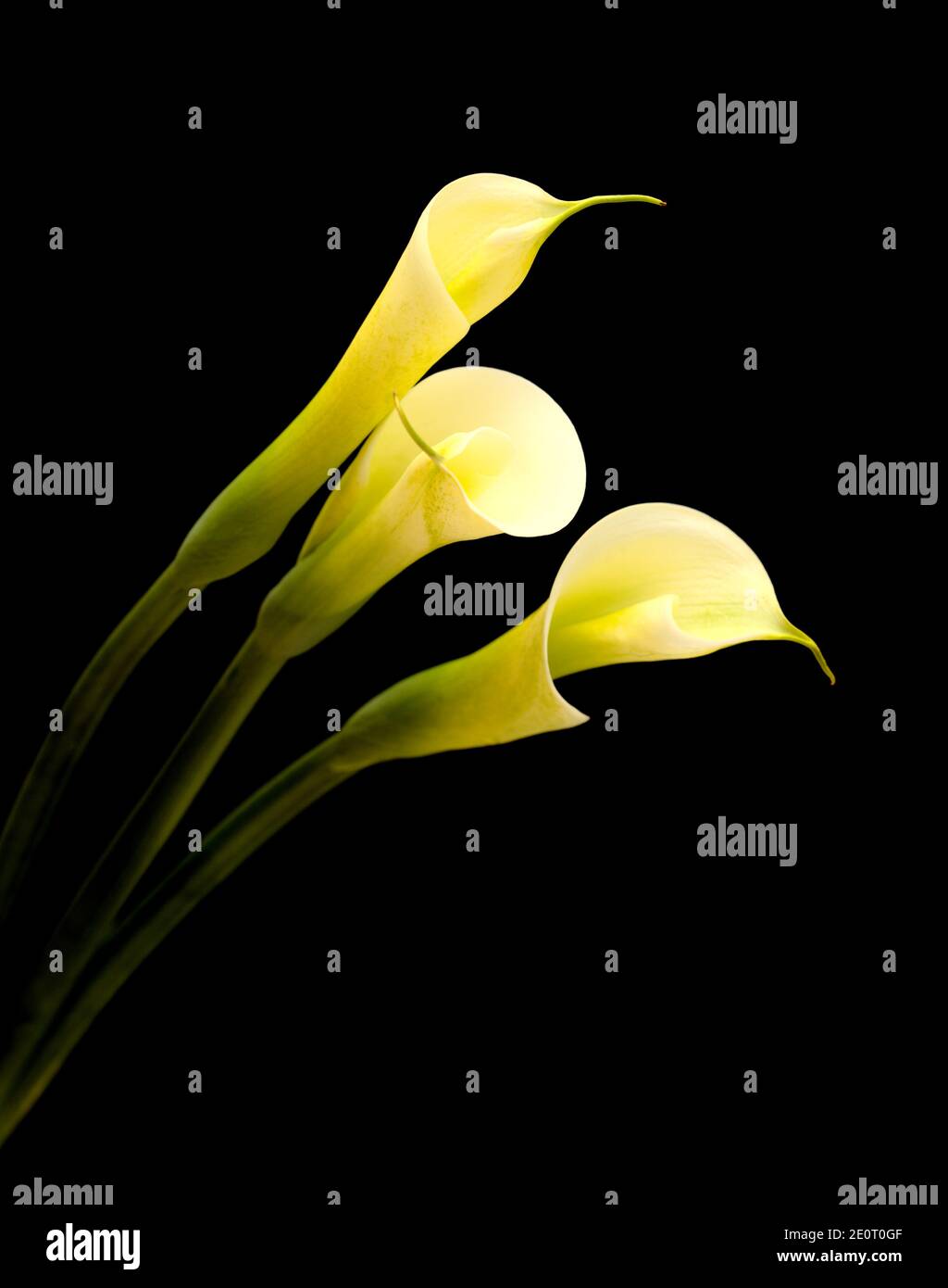 White calla lily isolated on black background Stock Photo Alamy