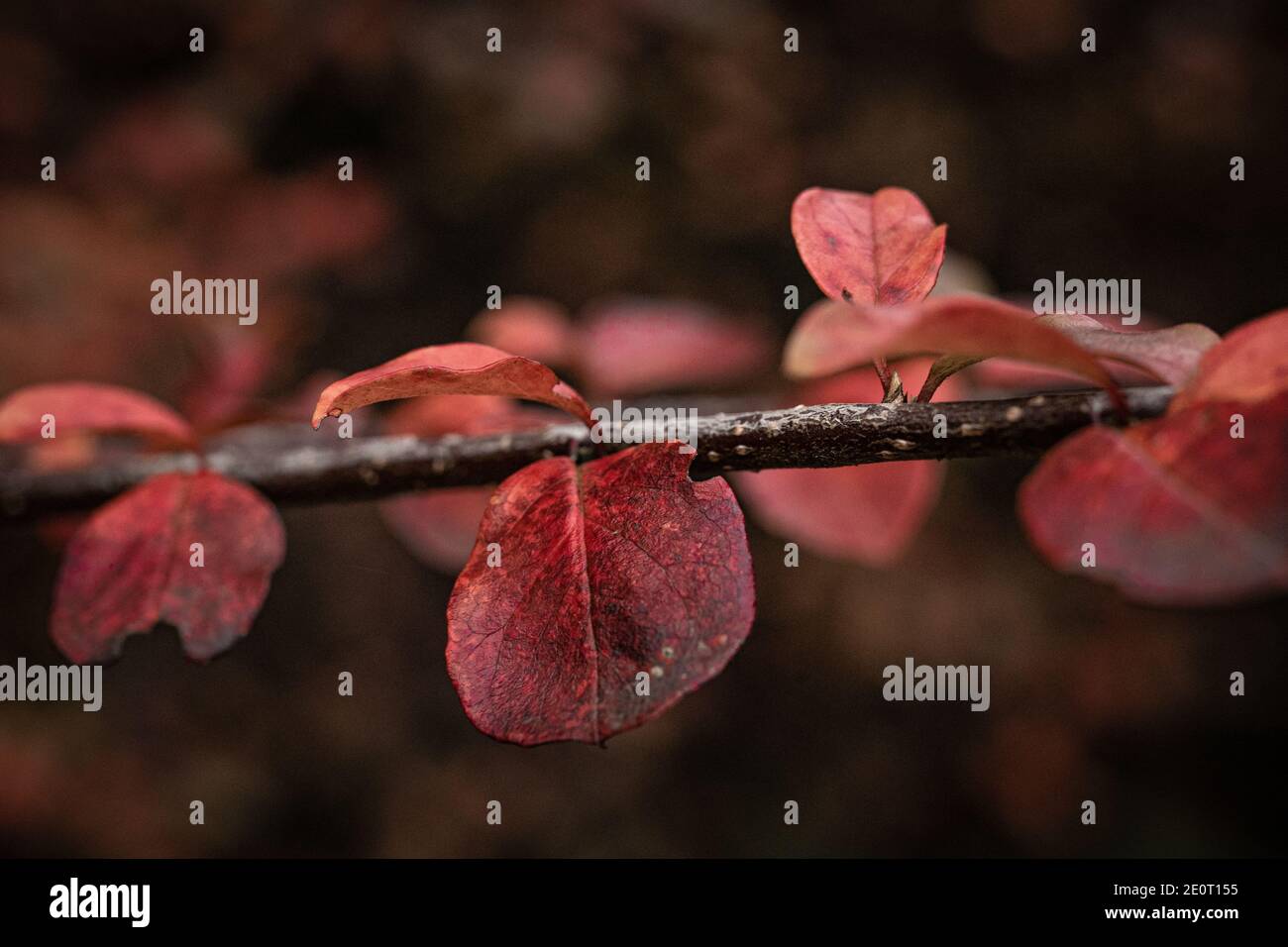 red leaves in autmun Stock Photo