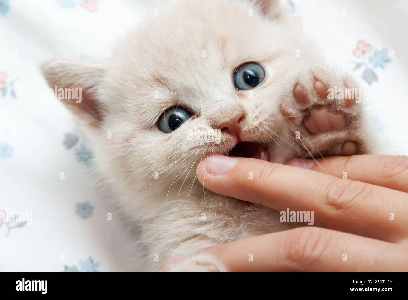 the kitten bites the finger Stock Photo Alamy