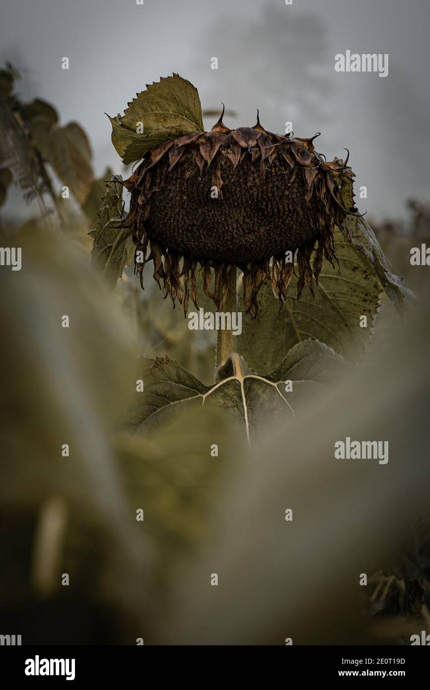 the last few days one Sunflower field on a foggy morning Stock Photo