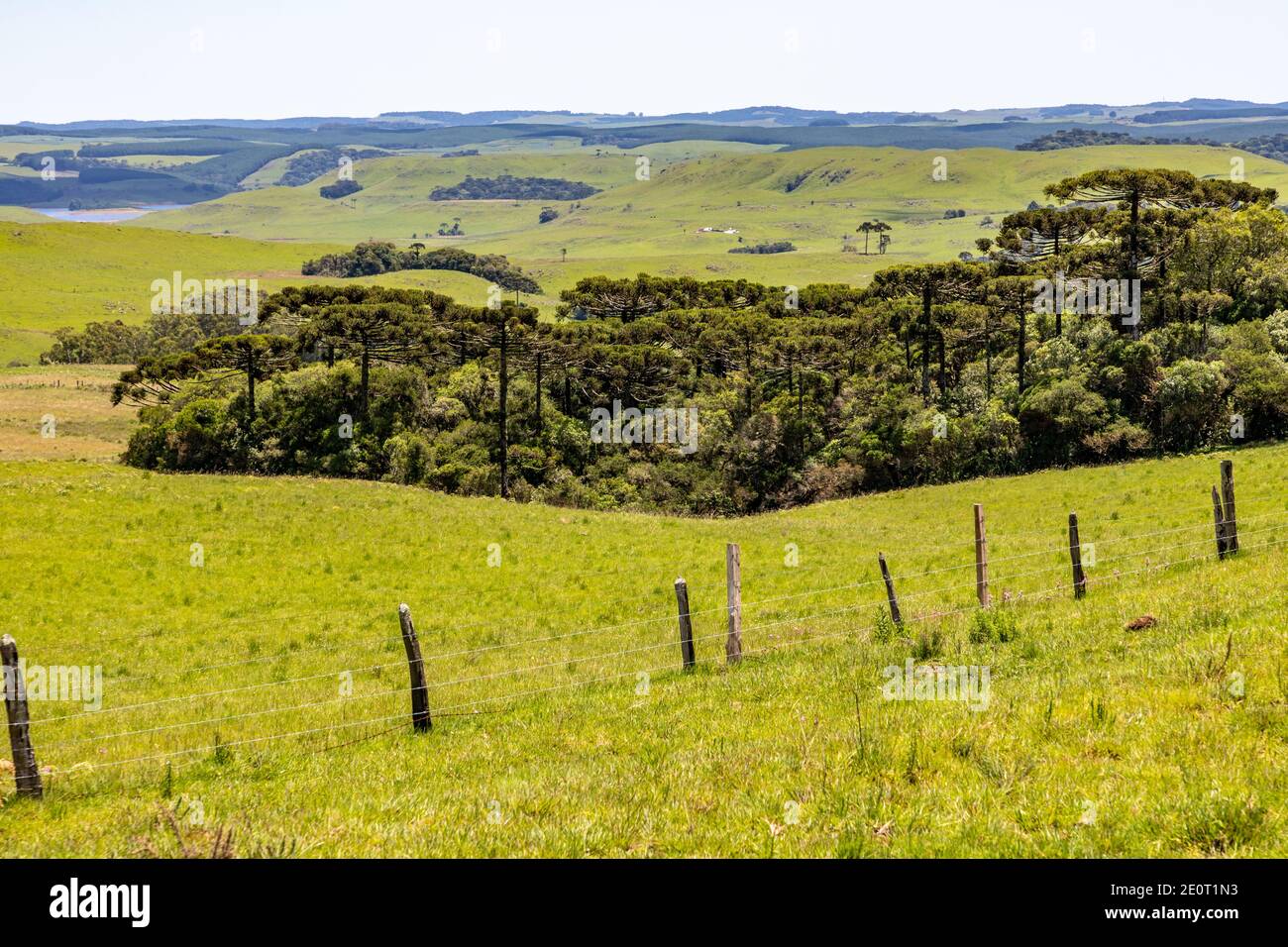 Farm field with Araucaria forest in Sao Francisco de Paula, Rio Grande do Sul, Brazil Stock Photo