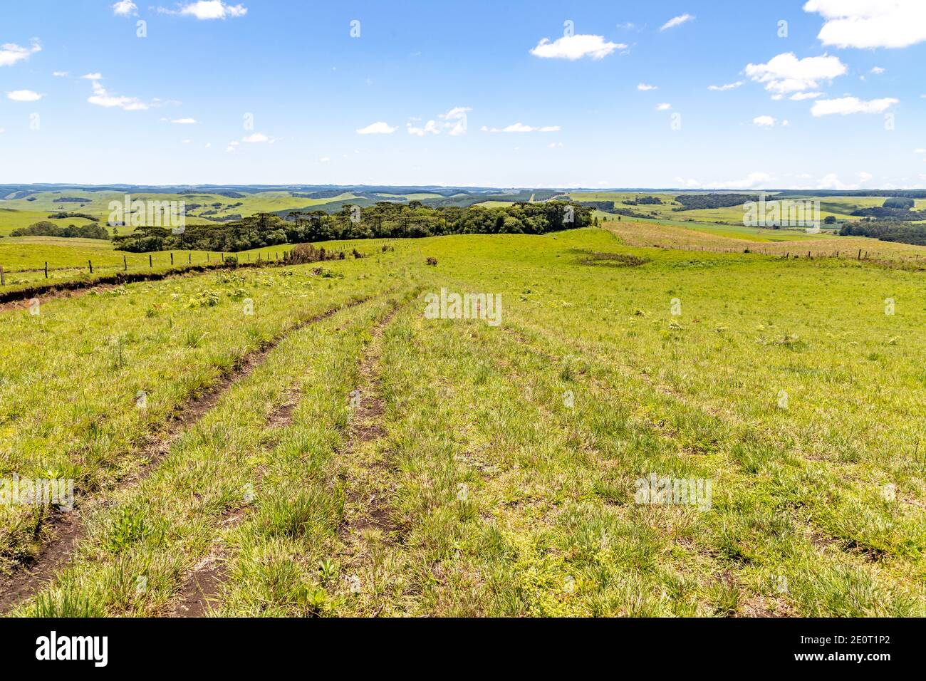 Farm field with Araucaria forest in Sao Francisco de Paula, Rio Grande do Sul, Brazil Stock Photo