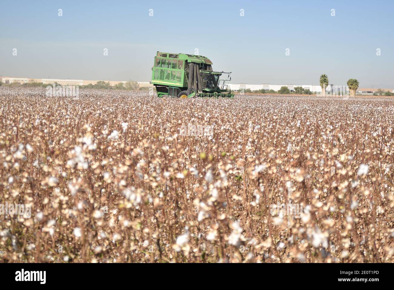 Mk farms cotton harvest hires stock photography and images Alamy