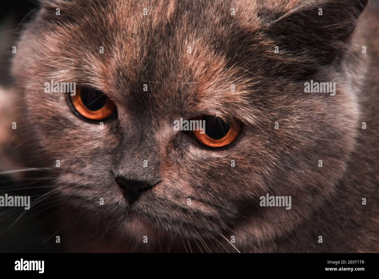 British Shorthair cat with very beautiful eyes Stock Photo