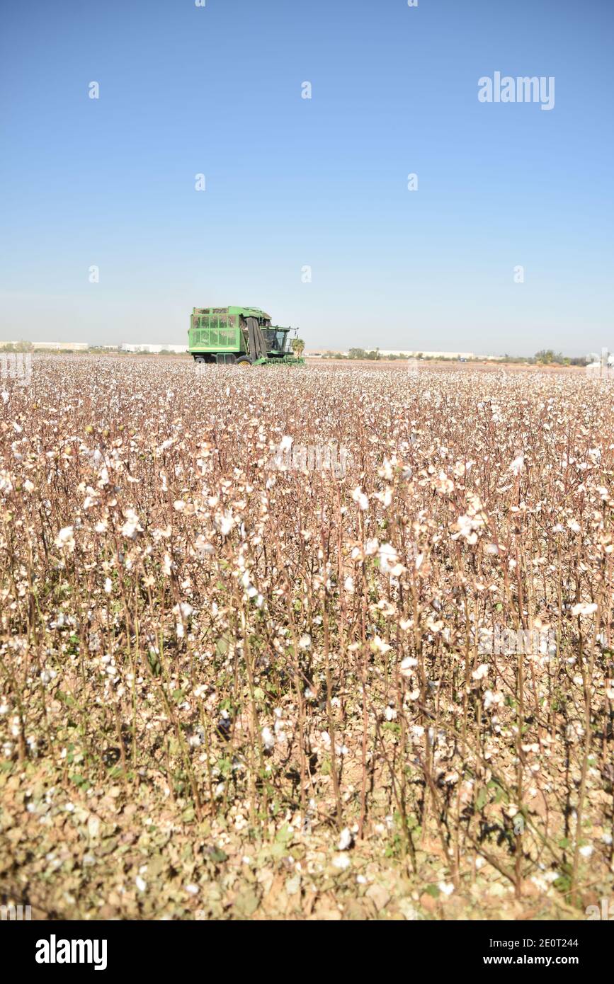 Glendale, AZ. U.S.A. 11/18/2020. MK Farms John Deere 9986 cotton