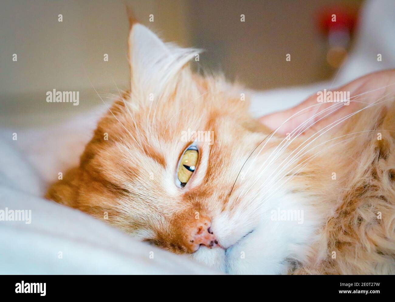 A ginger cat relaxing in bed Stock Photo