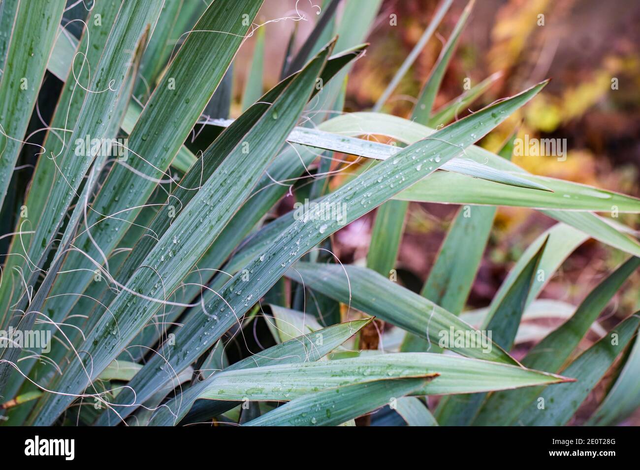 Green plants with the morning dew Stock Photo