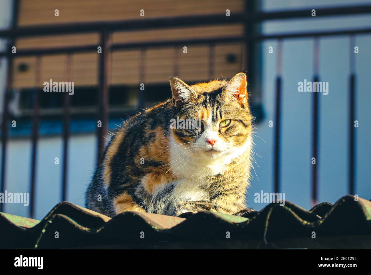 Colorful cat sitting at the roof Stock Photo