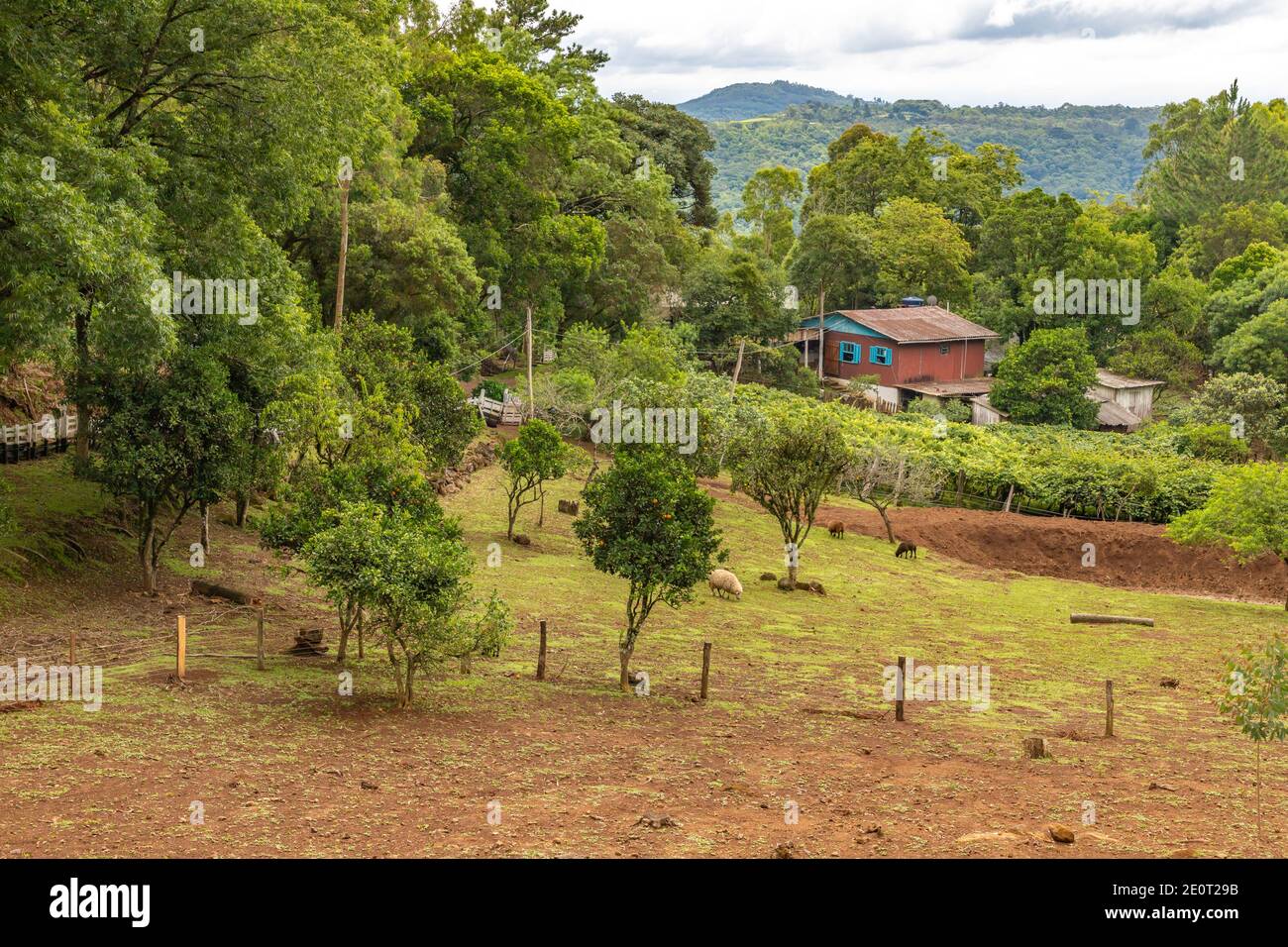 Small farm and forest in Morro do Xaxim mountain, Igrejinha, Rio Grande do Sul, Brazil Stock Photo