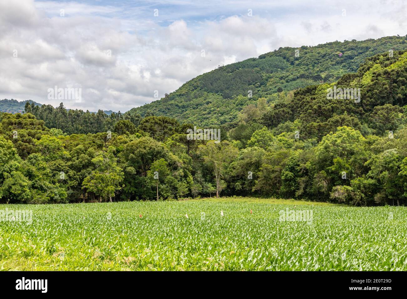 Farm field and forest in Morro do Xaxim mountain, Igrejinha, Rio Grande do Sul, Brazil Stock Photo