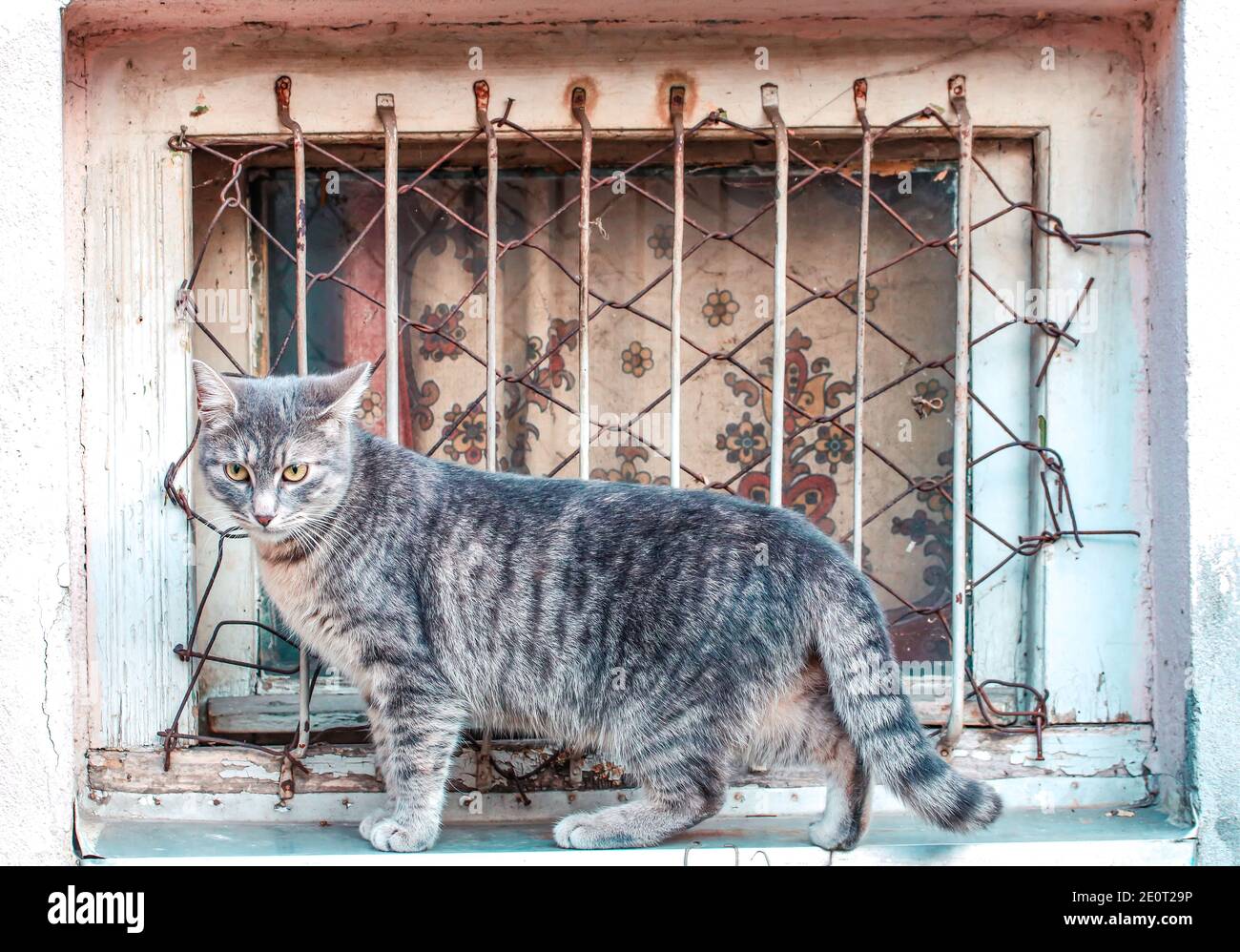 A gray cat at the rustic window Stock Photo - Alamy