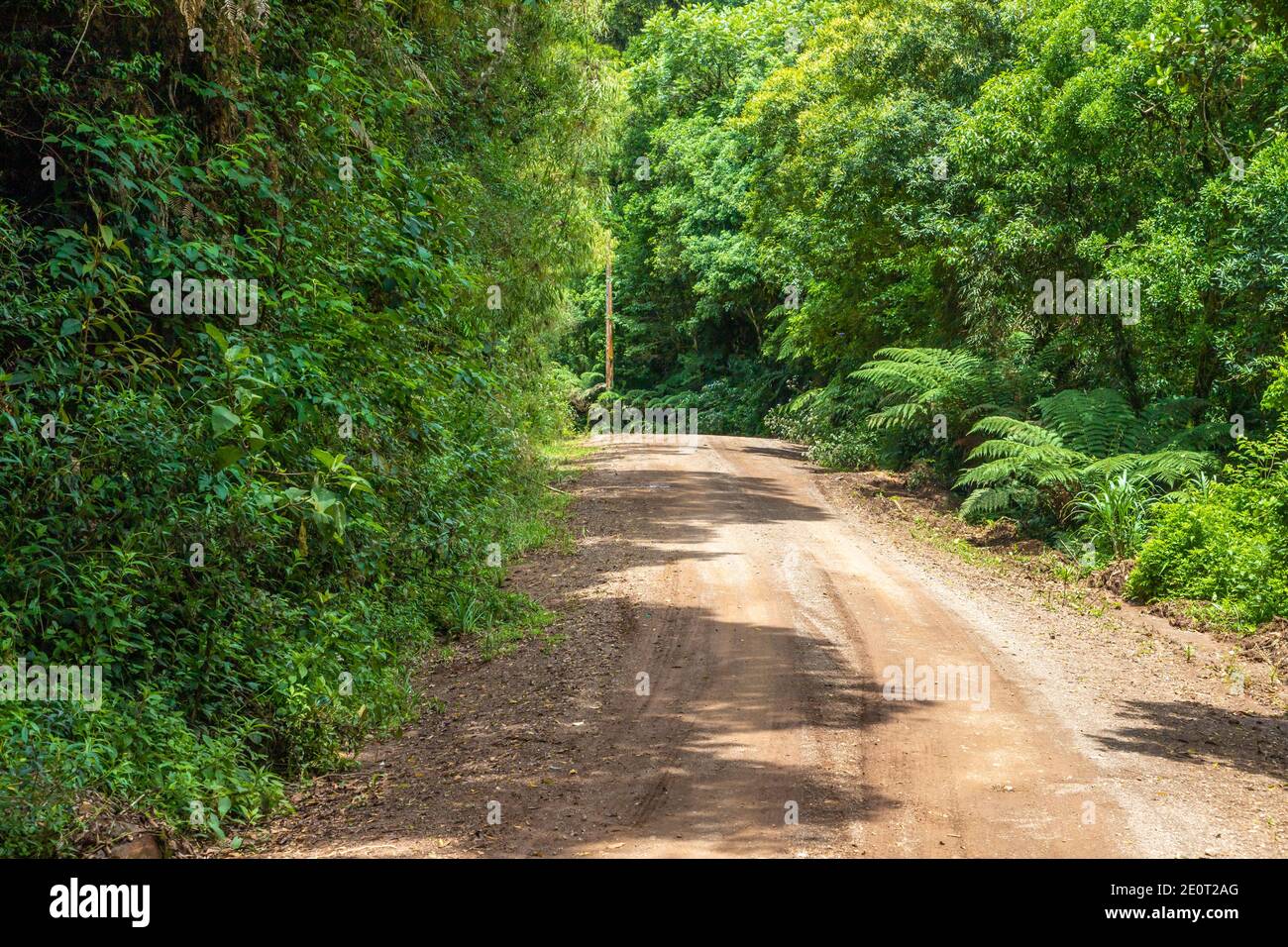 Dirty road and forest in Morro do Xaxim mountain, Igrejinha, Rio Grande do Sul, Brazil Stock Photo