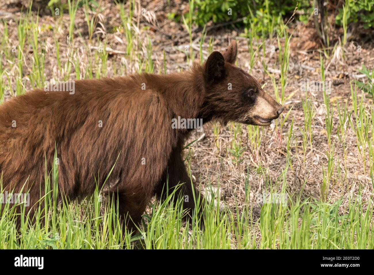 A juvenile Cinnamon bear, a subspecies of the American black bear forages along the Alaska