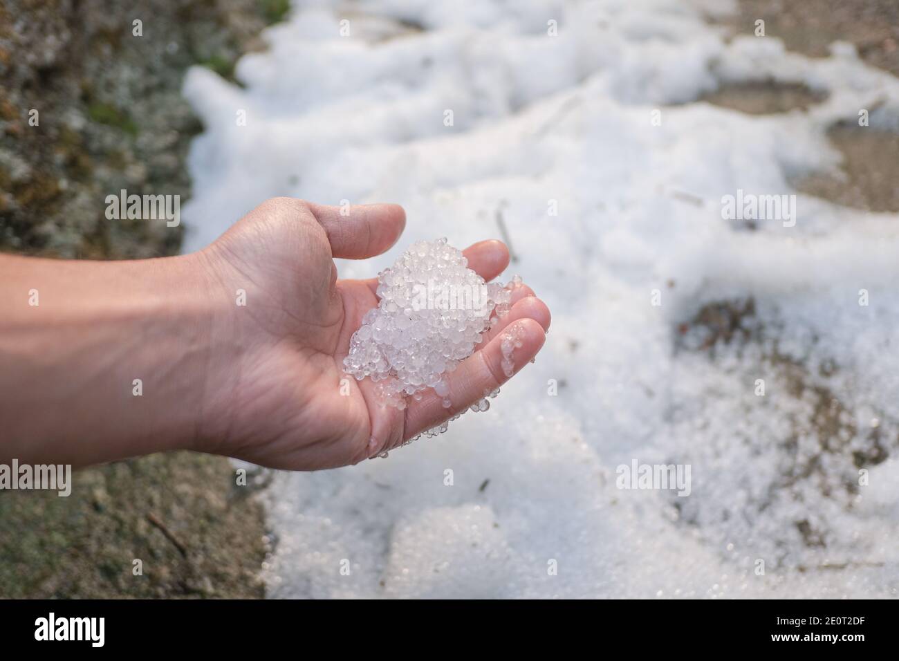 Man collect hailstorm crystals after an unusual ice storm,climate weather changes Stock Photo