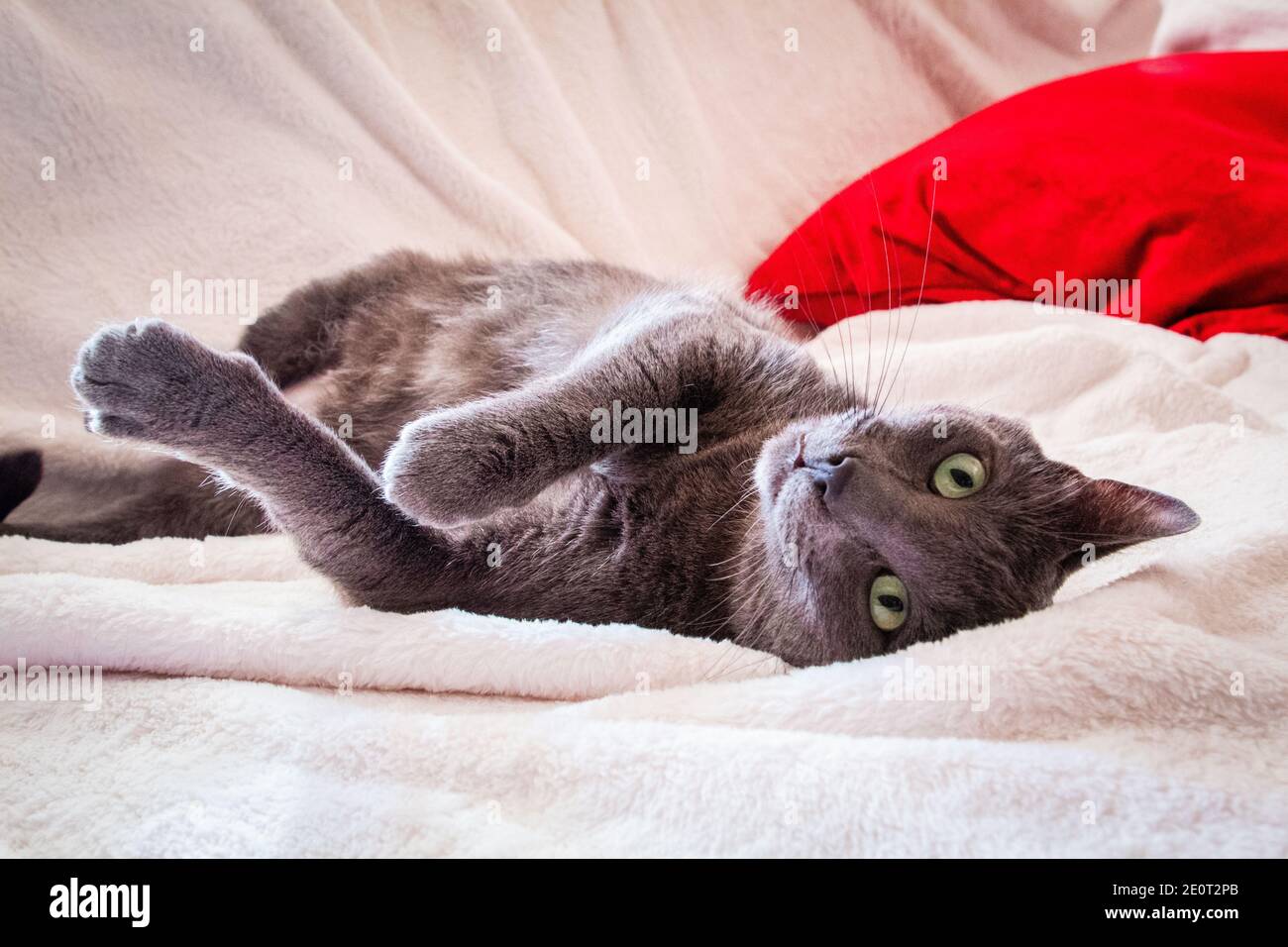 A Russian Blue resting in bed Stock Photo