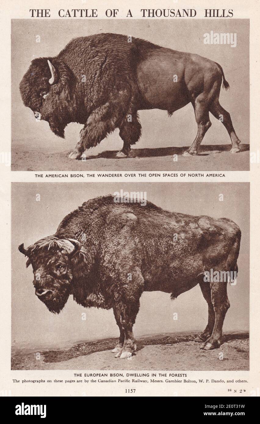 The cattle of a thousand hills - The American Bison / The European Bison. Stock Photo