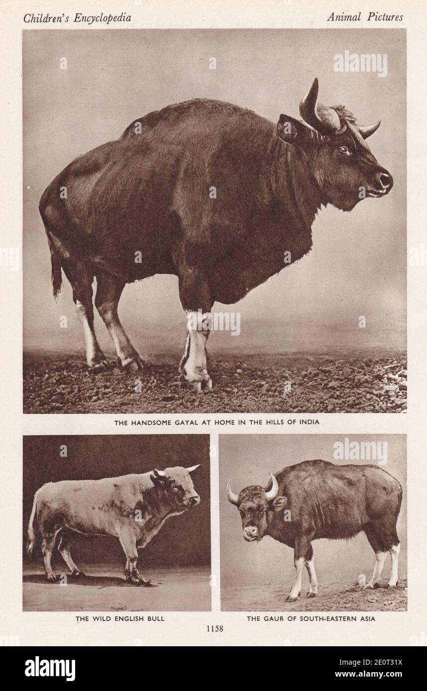 The cattle of a thousand hills - The Handsome Gayal in the hills of India / The Wild English Bull / The Gaur of South-Eastern Asia. Stock Photo