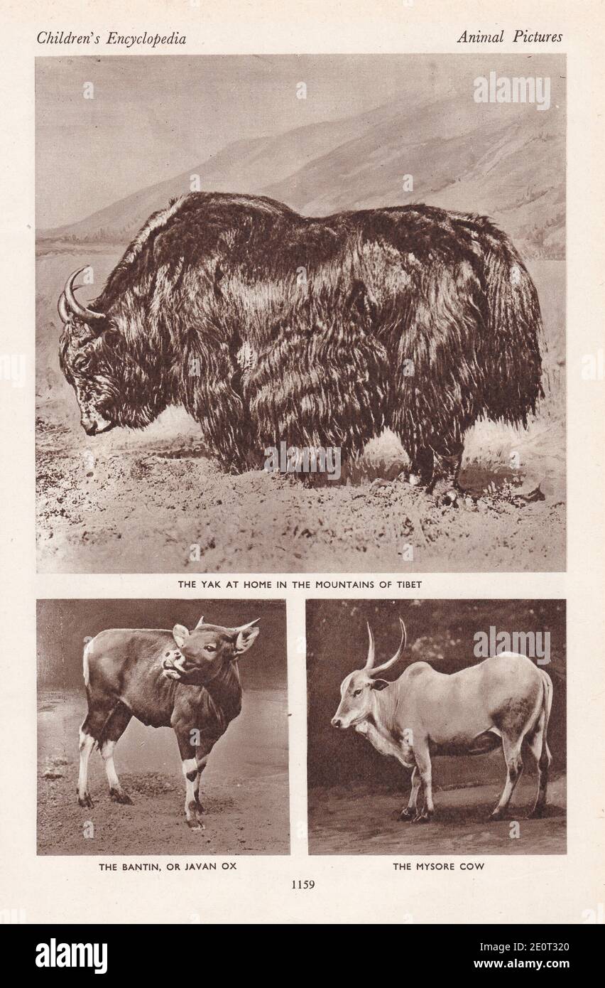 The cattle of a thousand hills - The Yak at home in the mountains of Tibet / The Bantin, or Javan Ox / The Mysore Cow. Stock Photo