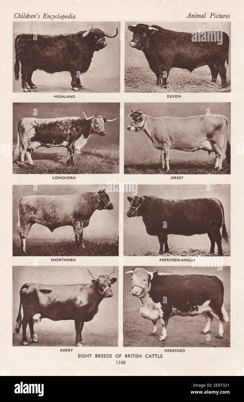 The cattle of a thousand hills - Highland, Devon, Longhorn, Jersey, Shorthorn, Aberdeen-Angus, Kerry and Hereford.  Breeds of British Cattle. Stock Photo