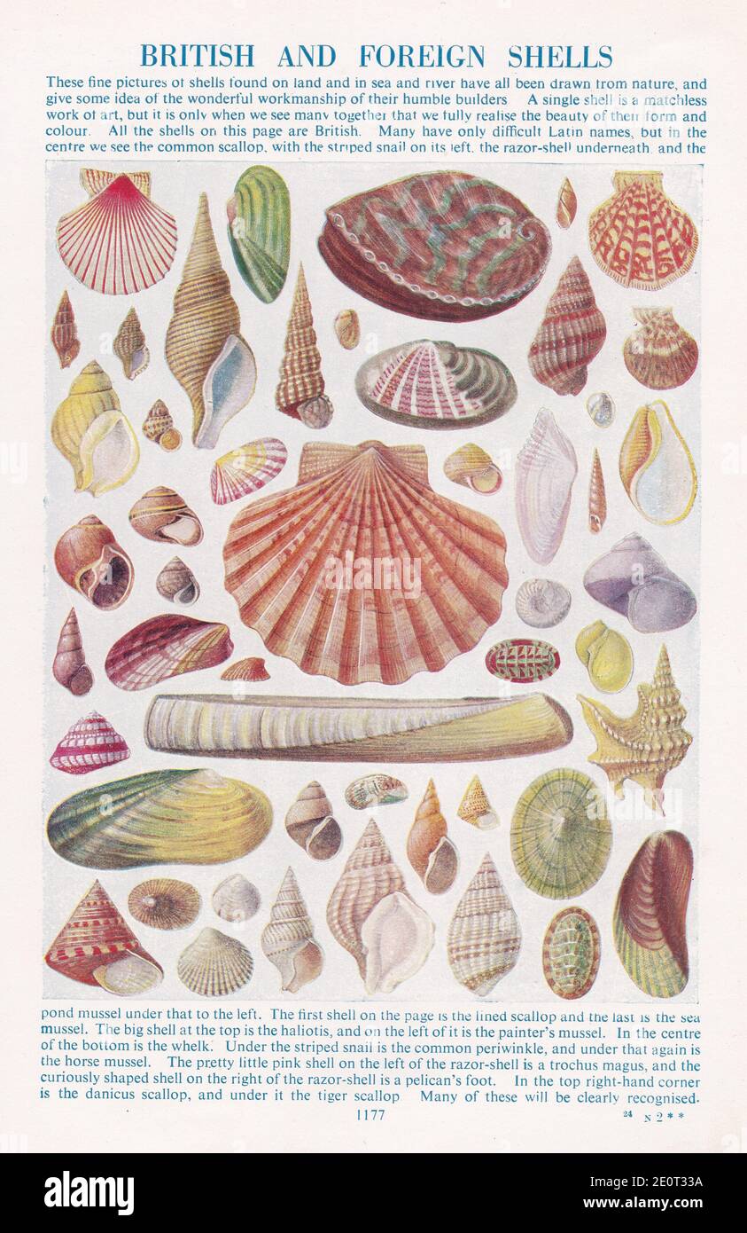 Vintage illustrations of shells. Stock Photo