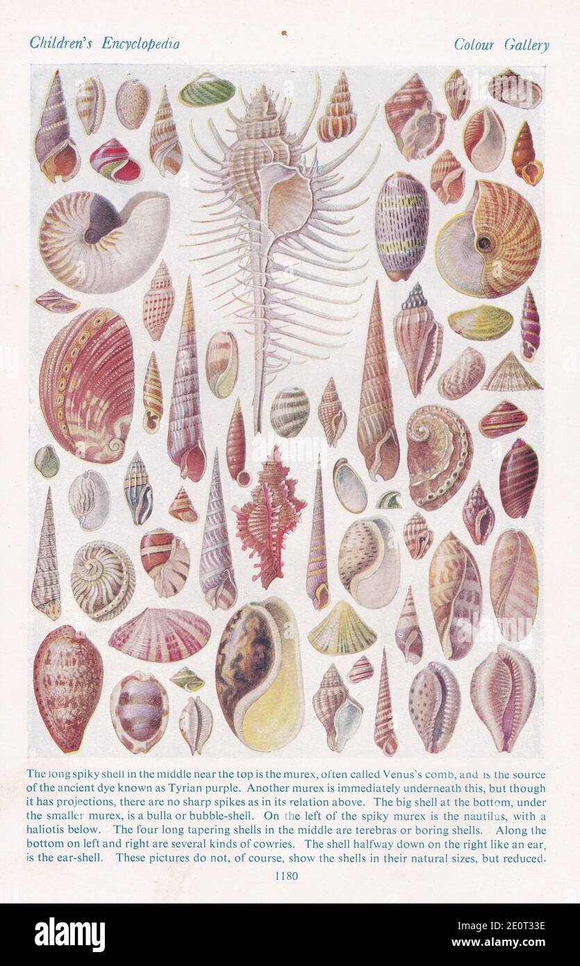 Vintage illustrations of shells. Stock Photo