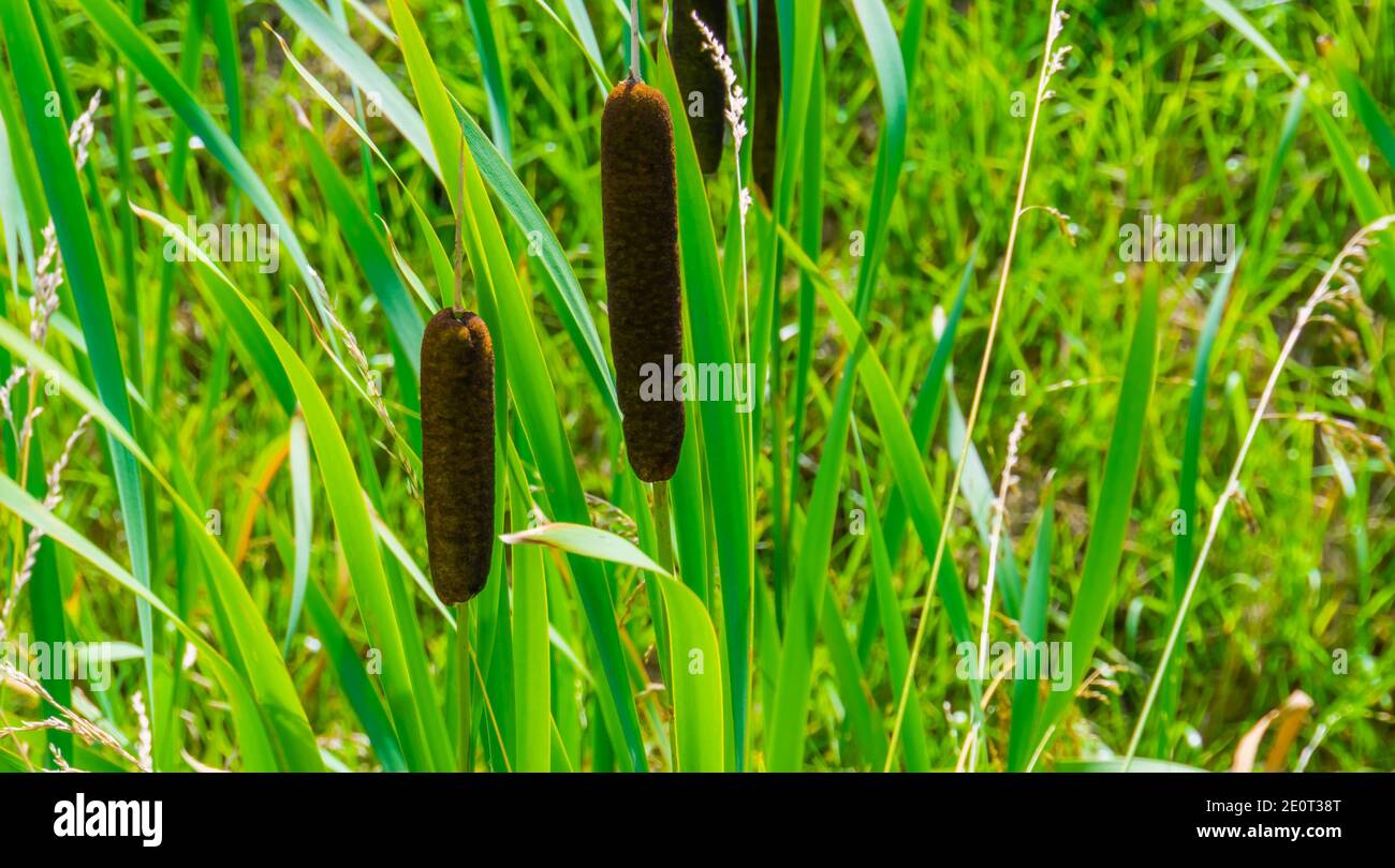 closeup of the flowers of a common bulrush, Wild cattail plant specie from Eurasia Stock Photo