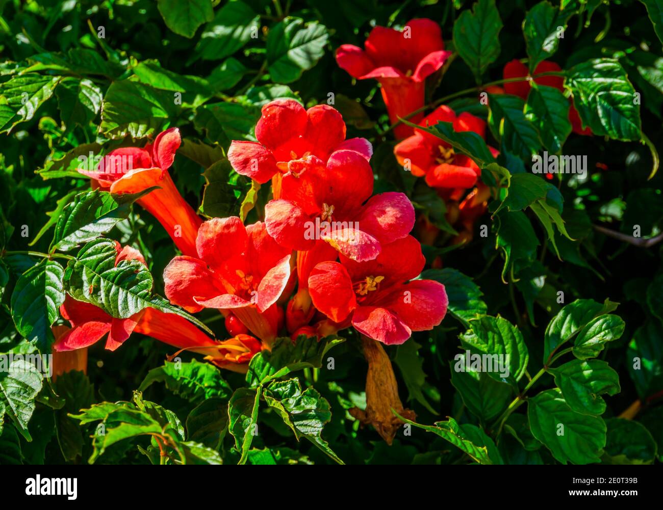beautiful close up of the flowers of a trumpet vine, popular exotic ornamental plant specie from America Stock Photo