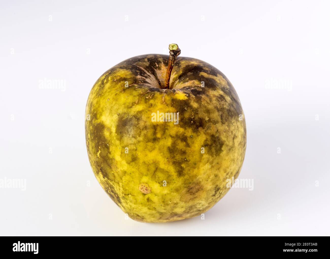 Sooty Blotch fungus affected apple with blemishes and black specks on the skin Stock Photo