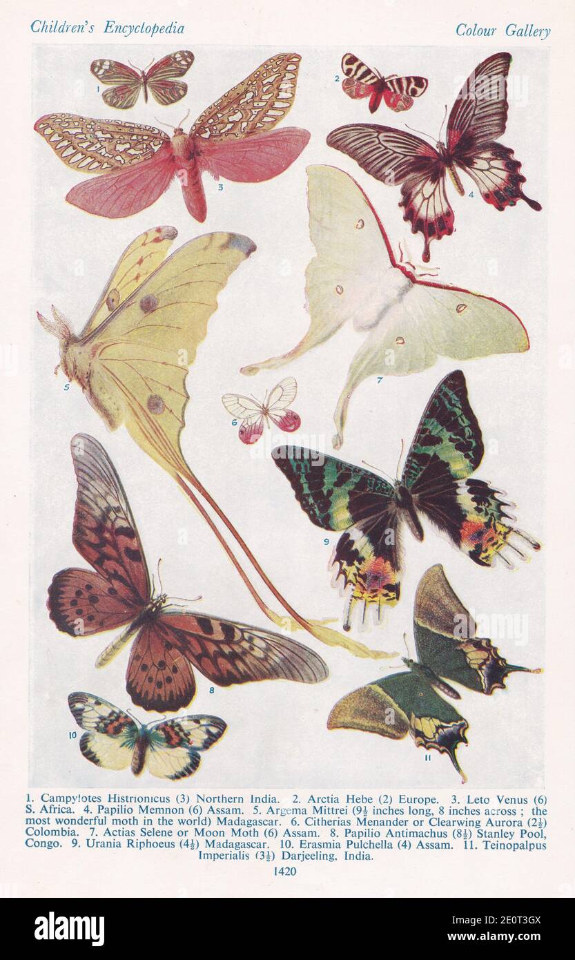 Vintage illustrations of Foreign Butterflies and Moths. Stock Photo