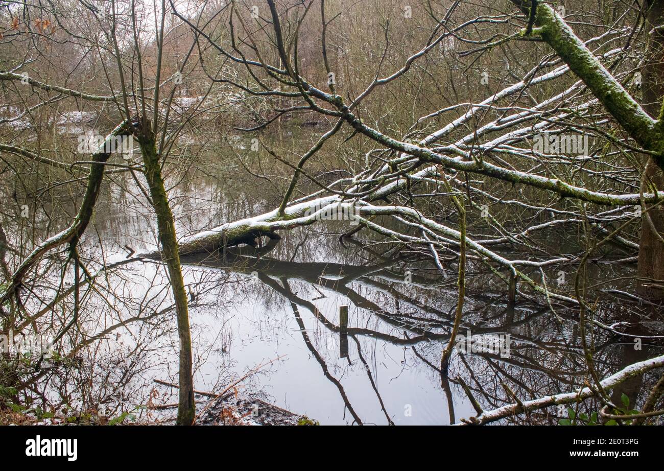 Wintery scene of a tree in a pond in a forest with snowfall on it reflected in the lake in Cannock Chase Forest, UK Stock Photo