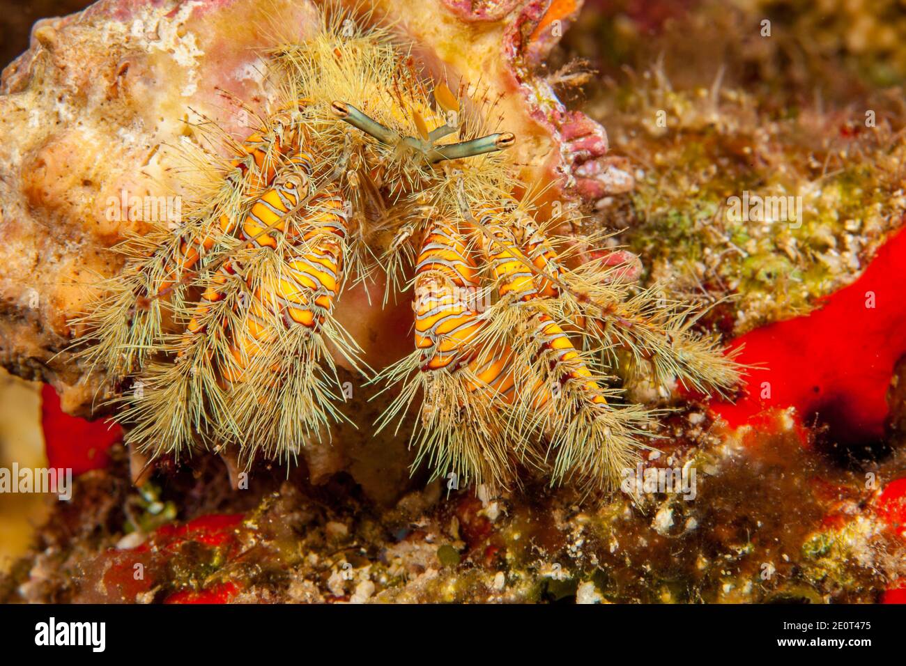 Hairy yellow hermit crab or Large hairy hermit crab, Aniculus maximus, Hawaii. Stock Photo