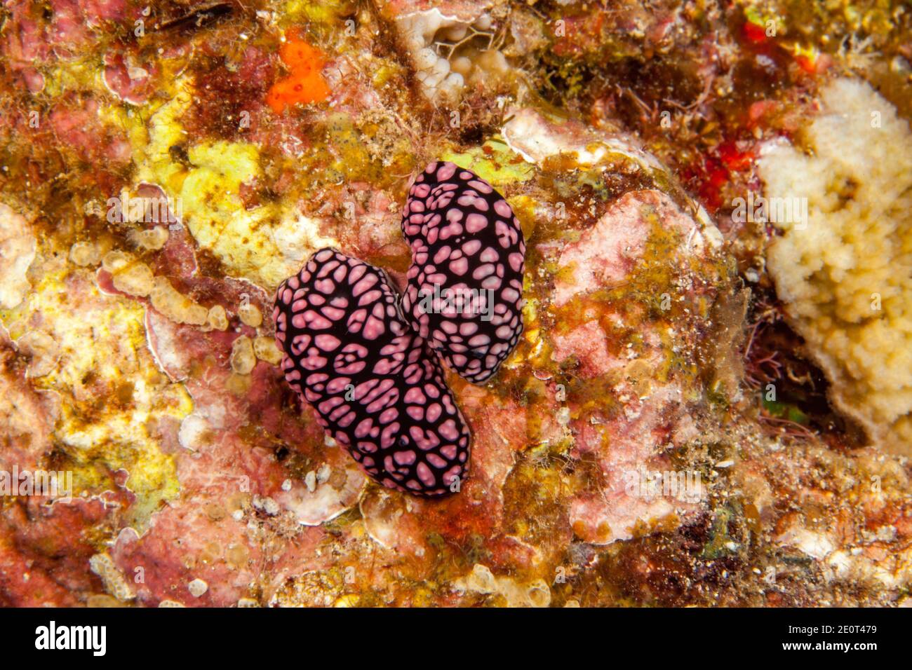 These two pustulose phylllidia nudibranchs, Phyllidiella pustulosa, are mating, Hawaii. Stock Photo