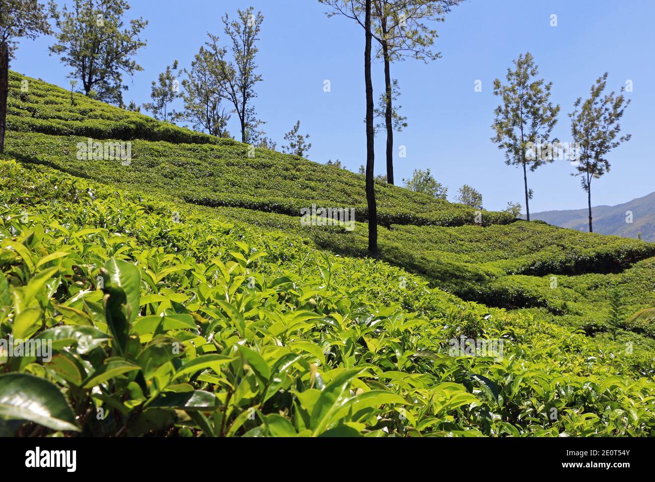 Tea plantations of Sri Lanka ceylon tea Stock Photo