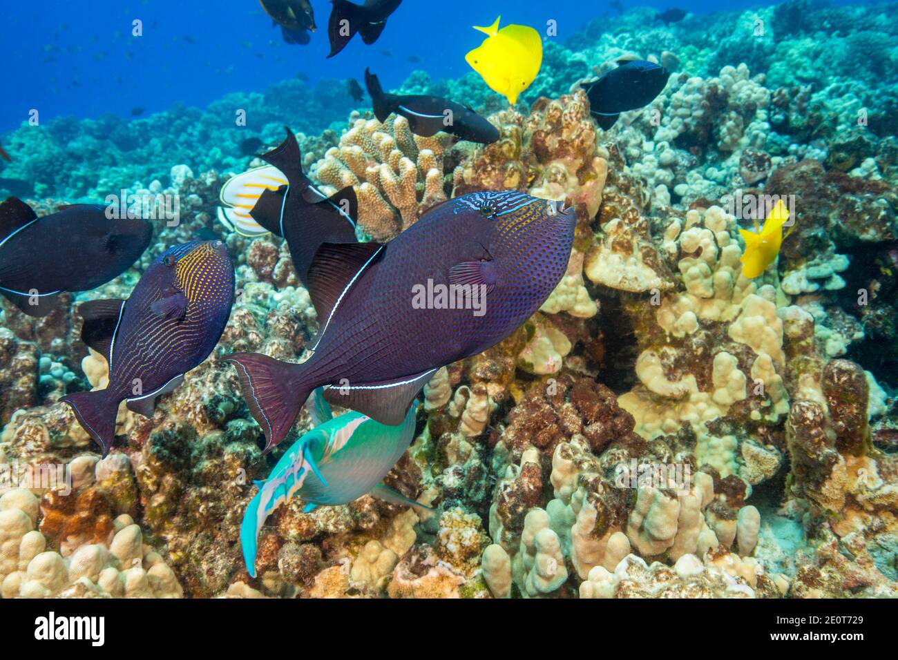 Black triggerfish, Melichthys niger, are often found in large schools over reef areas.  They are also known as black durgon, Hawaii. Stock Photo