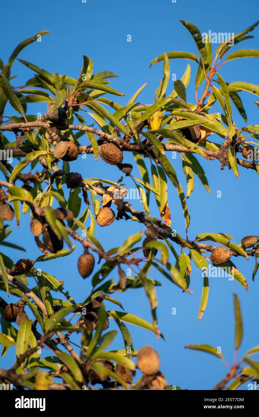 Almond tree with ripe hard nuts in shell ready to harvest in evening ...
