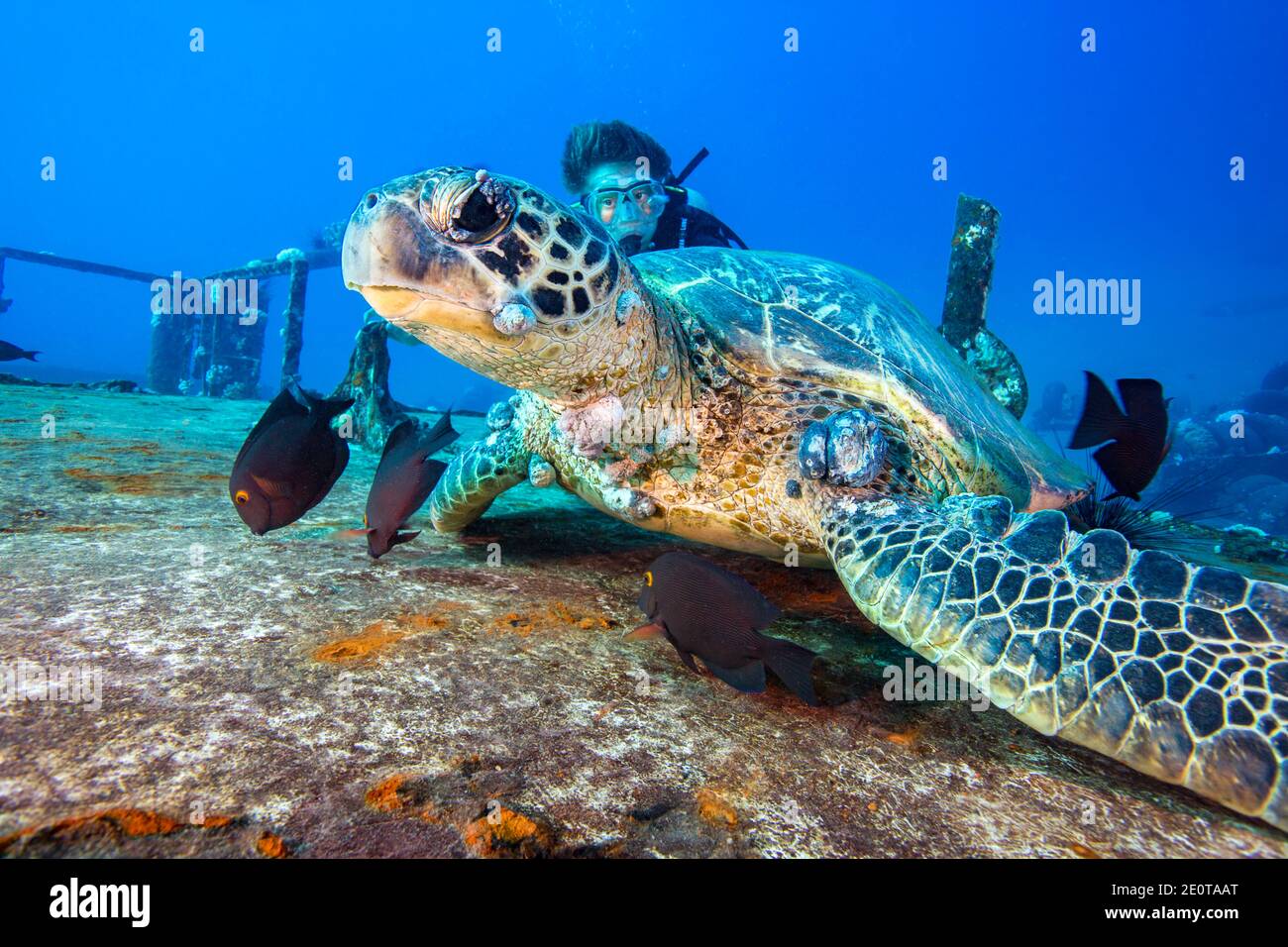 A diver (MR) get a look at this green sea turtle, Chelonia mydas, on a wreck with fibropapilloma tumors on itÕs head, eyes and shoulder.  If the tumor Stock Photo