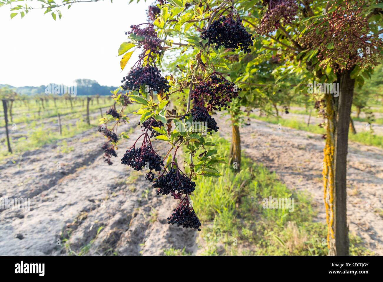 elderberry orchard in central Hungary Stock Photo - Alamy