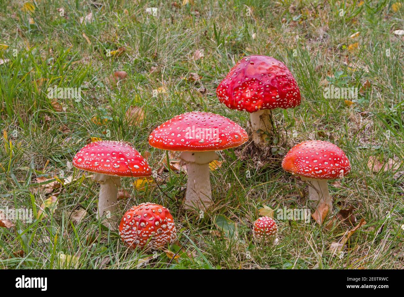 A Toadstool Family Standing On Green Mountain Meadow Stock Photo