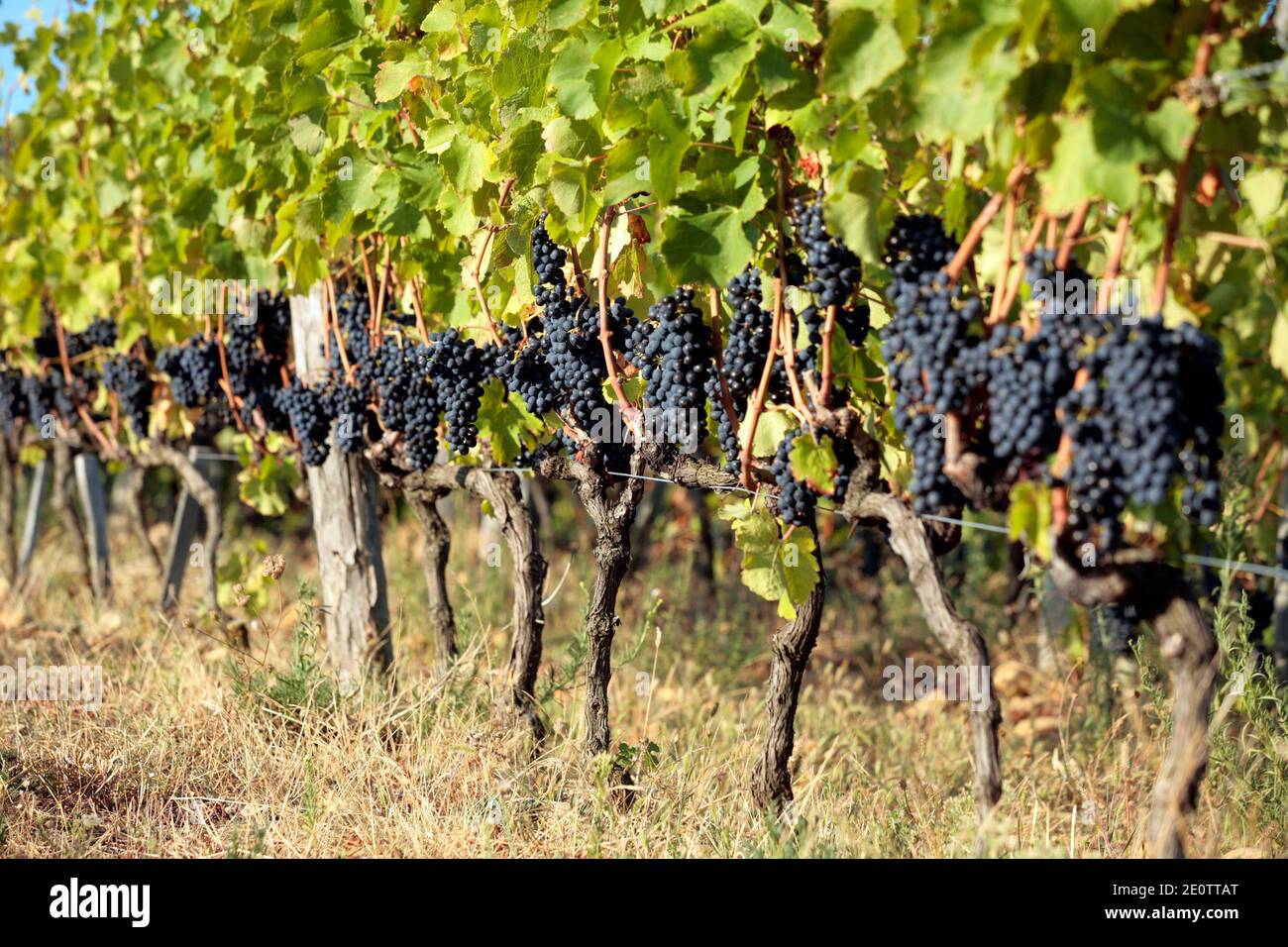 Black grapes pictured during harvest in vineyards of Eric and Joel Durand wine called Cornas and Saint Joseph in Cornas, France on September 23, 2010. Photo by Pascal Parrot/ABACAPRESS.COM Stock Photo