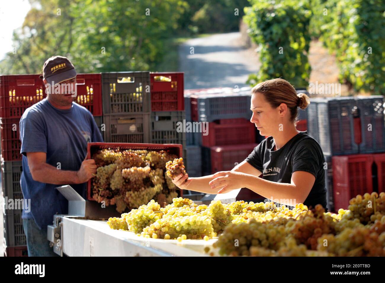 A woman chooses white grapes during harvest in vineyards of Laurent and Dominique Courbis wine called Cornas and Saint Joseph in Chateaubourg, France on September 23, 2010. Photo by Pascal Parrot/ABACAPRESS.COM Stock Photo
