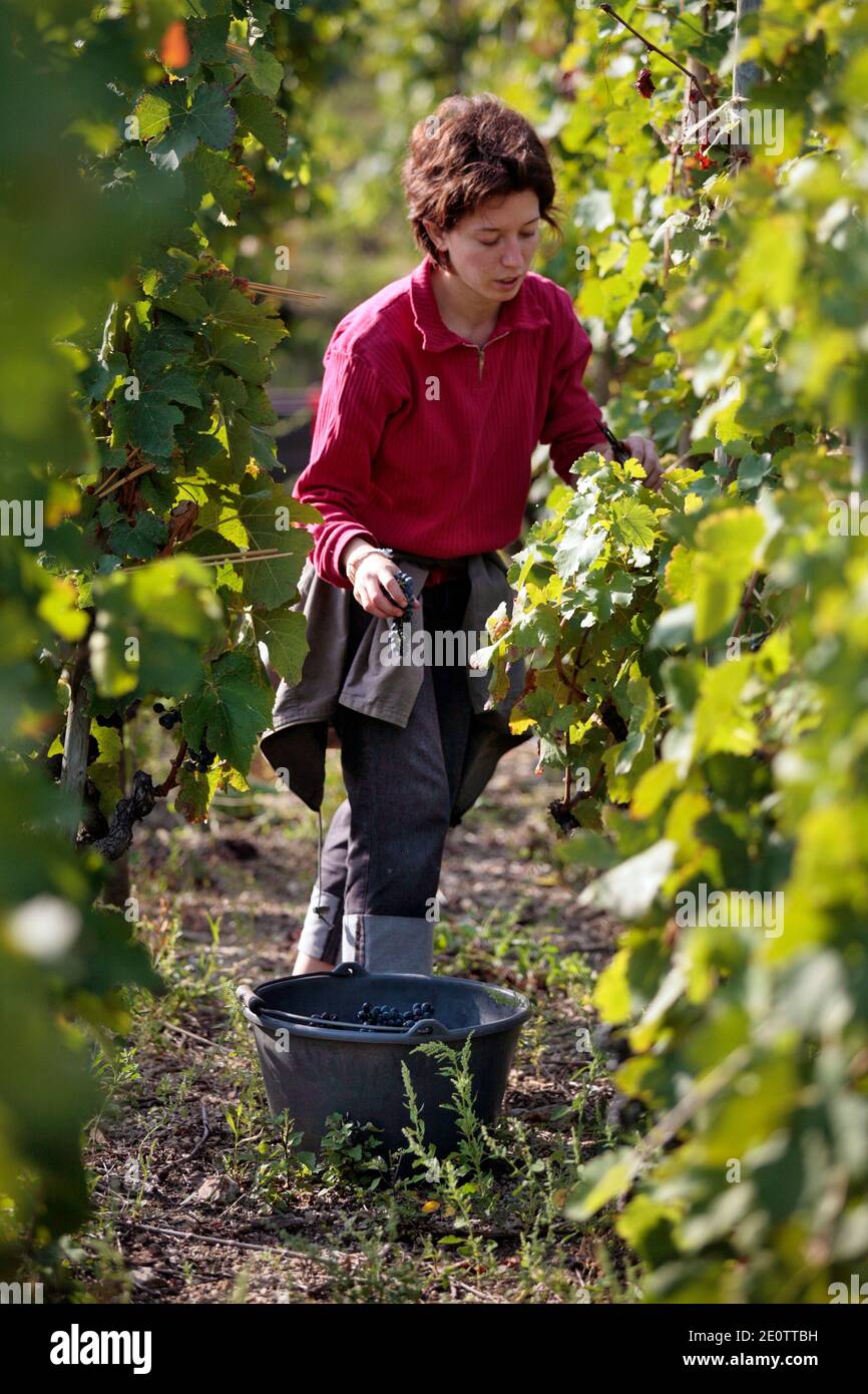A woman cuts black grapes during harvest in vineyards of Eric and Joel Durand wine called Cornas and Saint Joseph in Cornas, France on September 23, 2010. Photo by Pascal Parrot/ABACAPRESS.COM Stock Photo