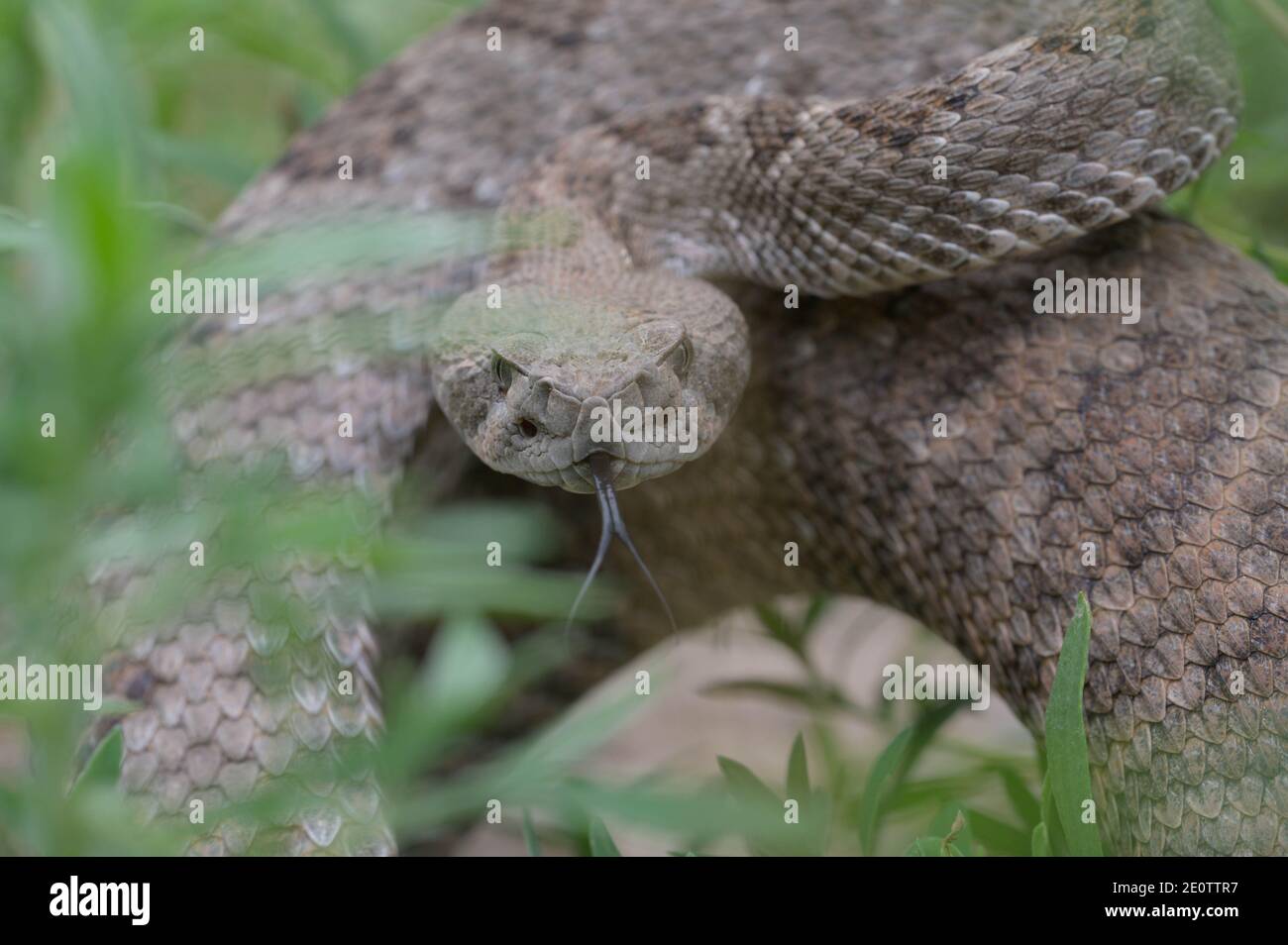 Western Diamond-backed rattlesnake, (Crotalus atrox), Bosque del Apache ...