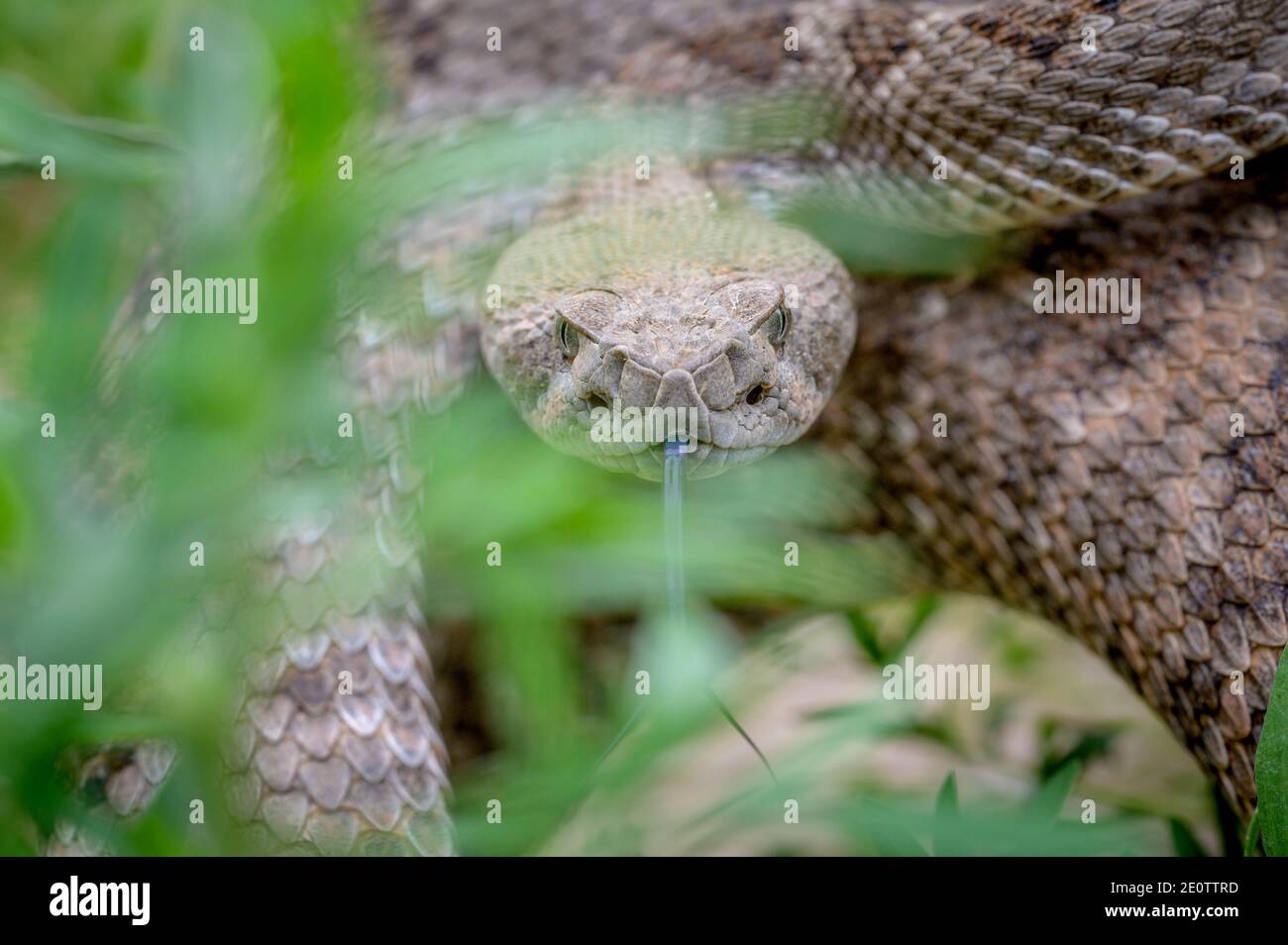 Western Diamond-backed rattlesnake, (Crotalus atrox), Bosque del Apache