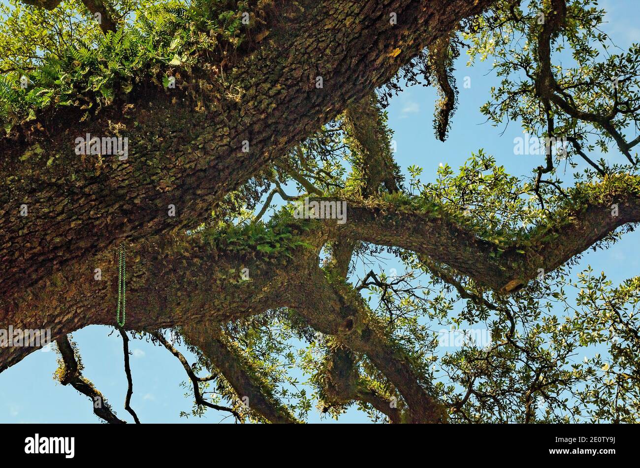 Resurrection fern grows on a live oak tree, Aug. 9, 2017, in Mobile, Alabama. Resurrection fern is named for its drought tolerance. Stock Photo