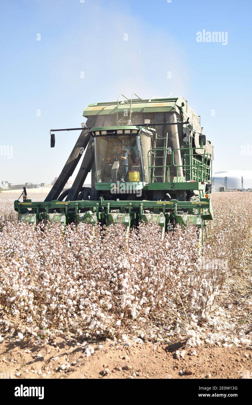 Glendale, AZ. U.S.A. 11/18/2020. MK Farms John Deere 9986 cotton