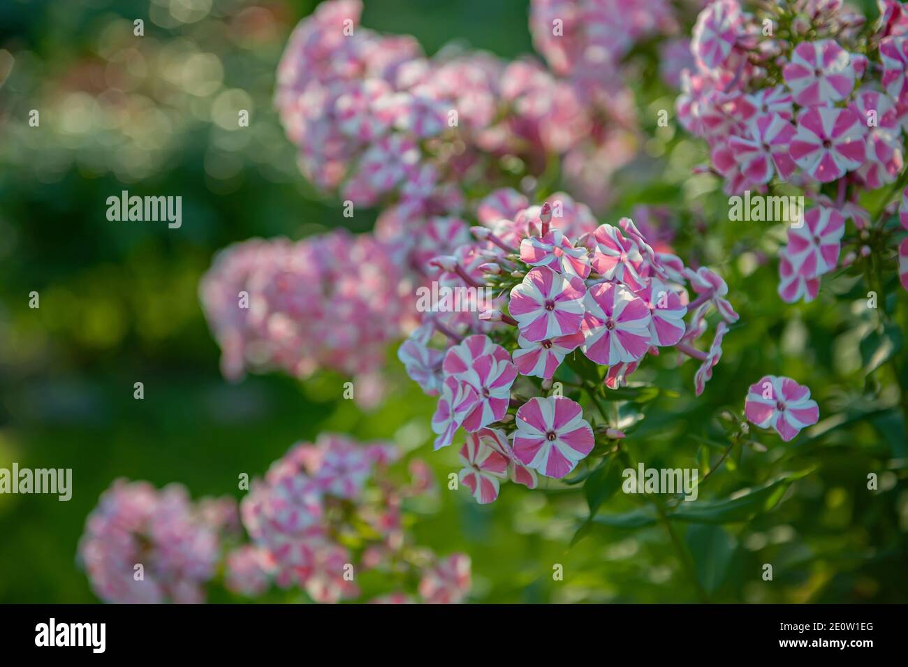 inflorescence flowers pink Phlox close-up in the garden. Bushes of beautiful small fragrant pink flowers in the garden. Stock Photo