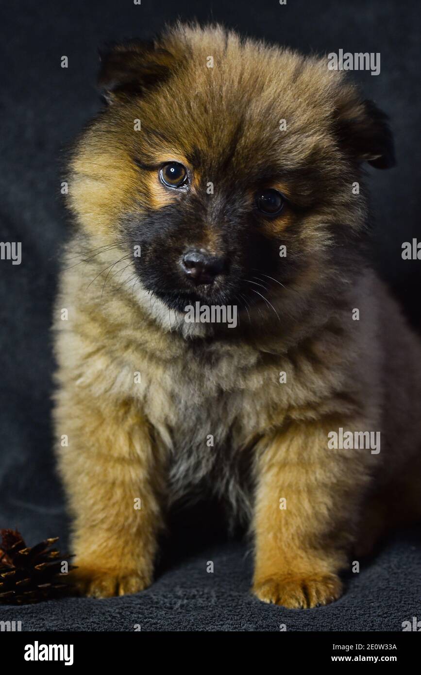 dog fluffy, shaggy little beautiful chow-chow postcard dog show shaggy kiss dog animal chow-chow on a grey background Stock Photo