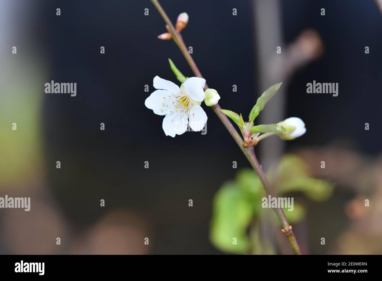UK fruit tree Plums in full bloom in January Its flower consists of